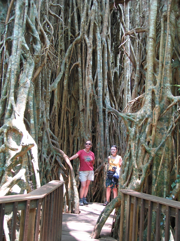 013 Cathedral Fig Tree.jpg